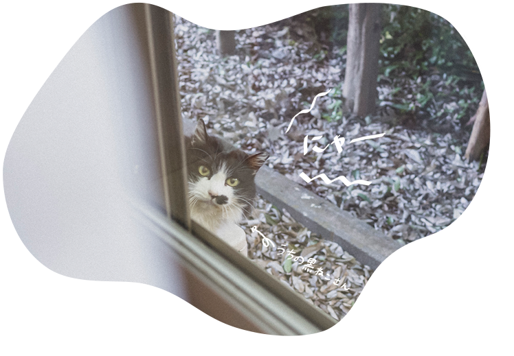 日常のきおく-猫さん