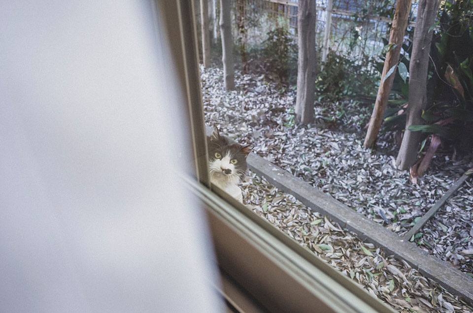 家を覗く黒ぶち