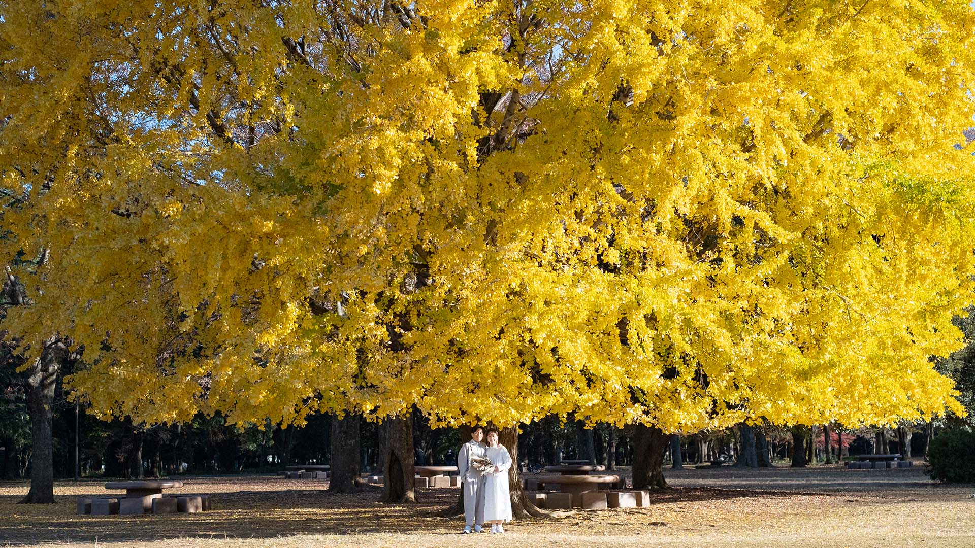 真美の実家近く、光が丘公園のイチョウで撮った写真1