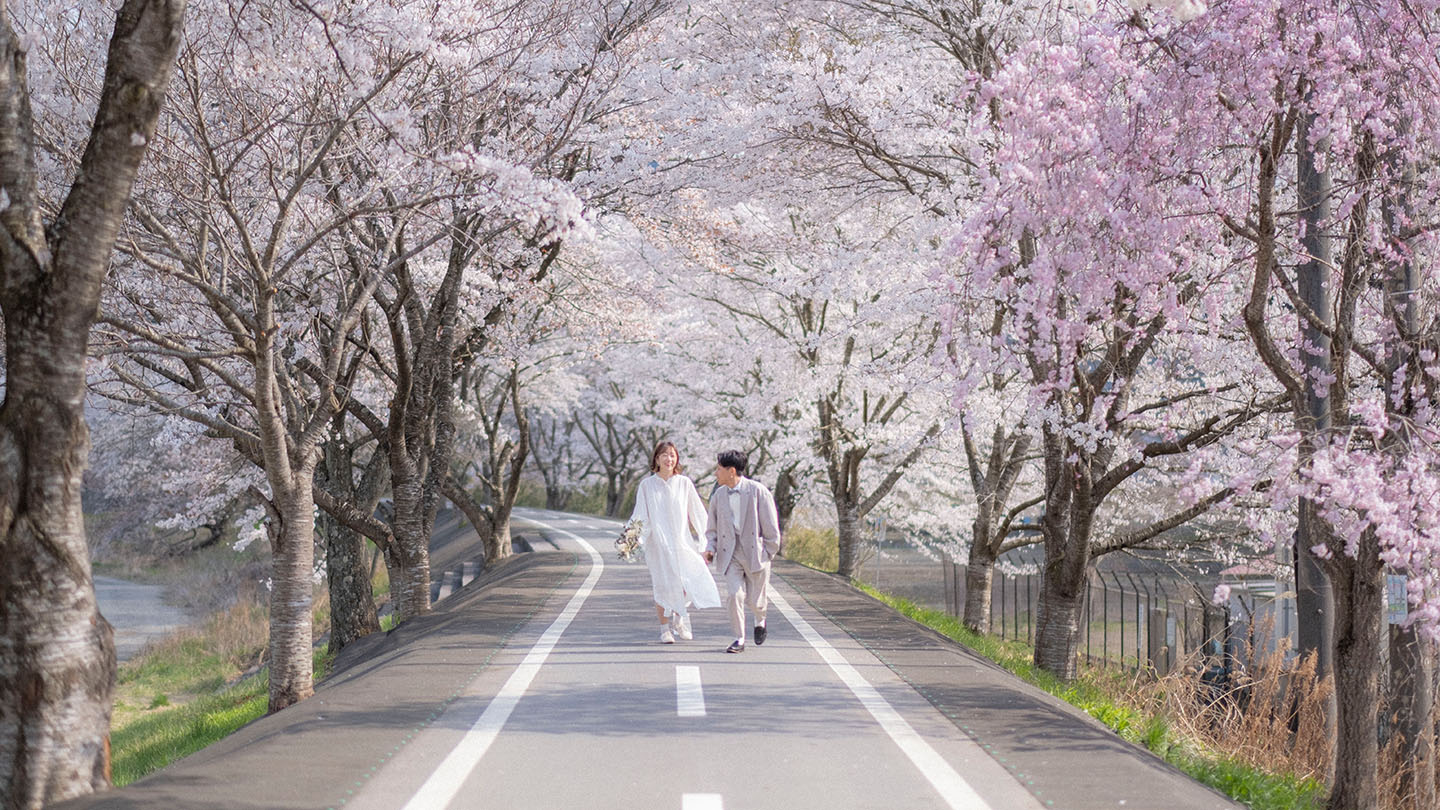 春、福島県久慈川河川敷の桜並木で撮ったきおく