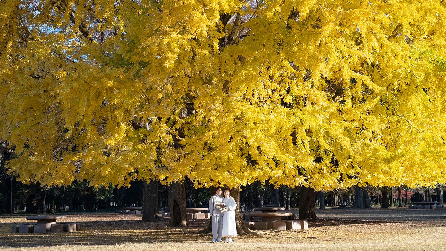 秋、東京光が丘公園で撮ったきおく